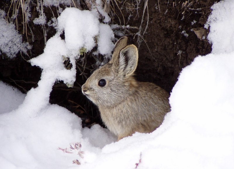 Айдахский кролик (68 фото)