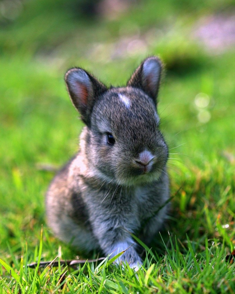 Дикий кролик (лат. Oryctolagus cuniculus)