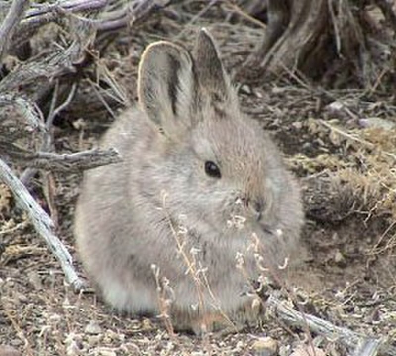 Кролик (Oryctolagus cuniculus) родичи