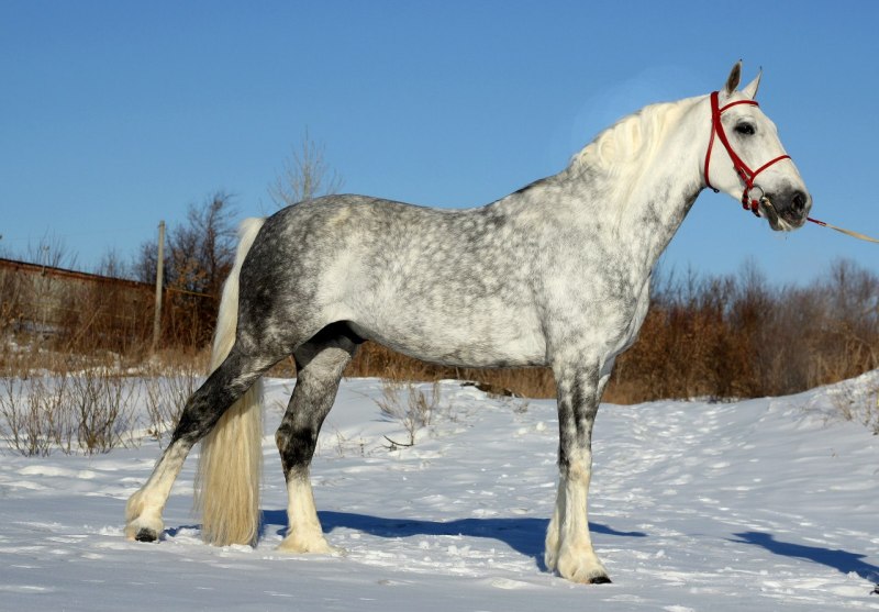 Орловский рысак (Орловская рысистая)