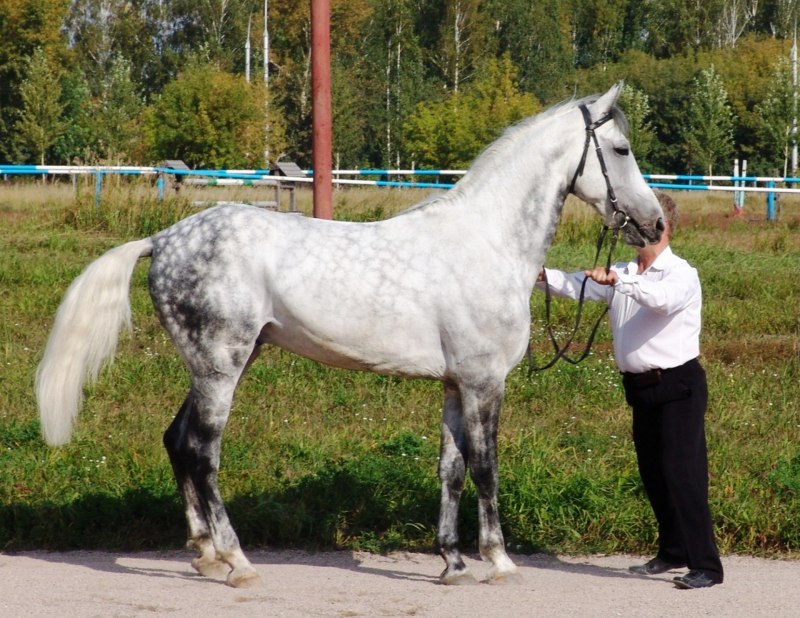 Серая лошадь Орловский рысак