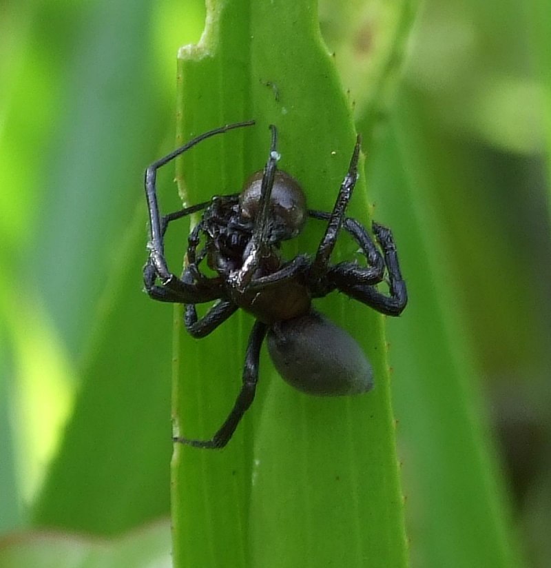 Паук доломедес (Dolomedes fimbriatus)