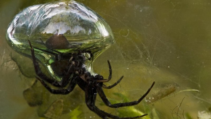 Dolomedes Triton паук