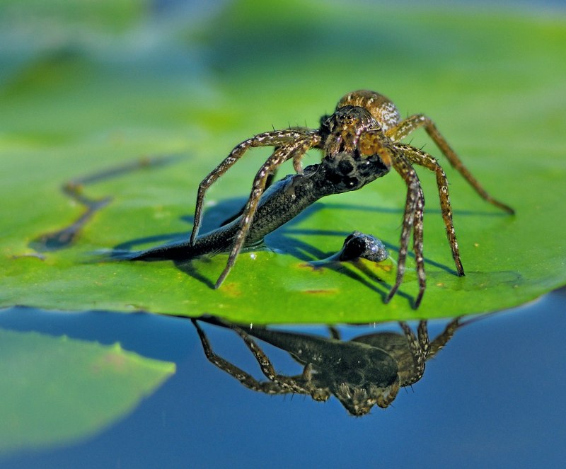 Водный паук (66 фото)
