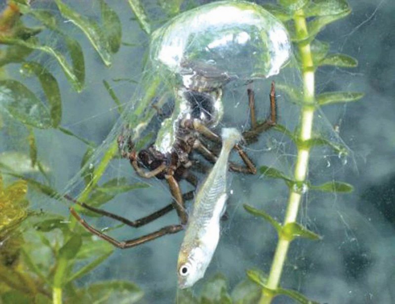 Водяной паук Argyroneta Aquatica
