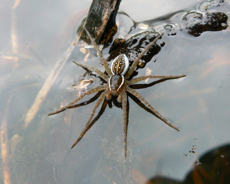 Diving Bell Spider