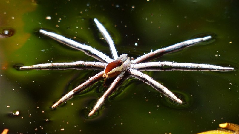 Водяной паук Argyroneta Aquatica
