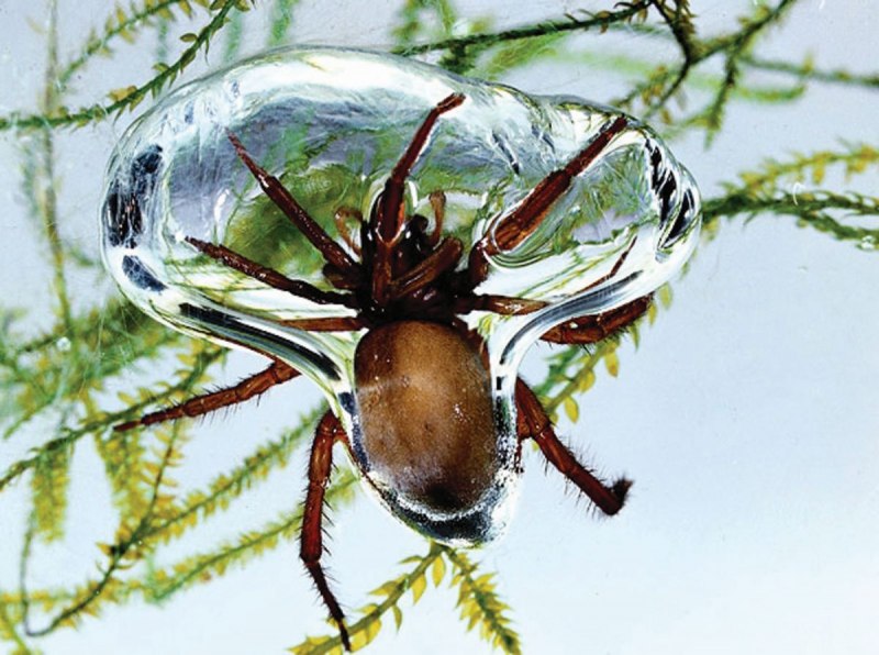 Водяной паук Argyroneta Aquatica
