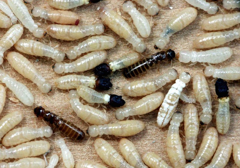 Отряд термиты — Isoptera