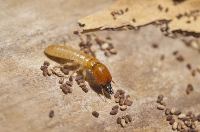Termite ФКЛ