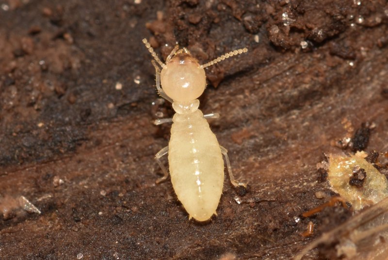 Термиты Reticulitermes Speratus.