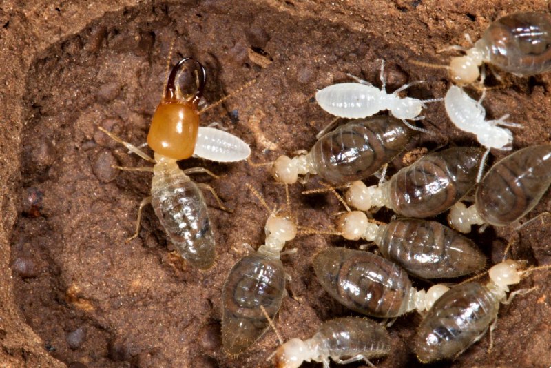 Isoptera термиты