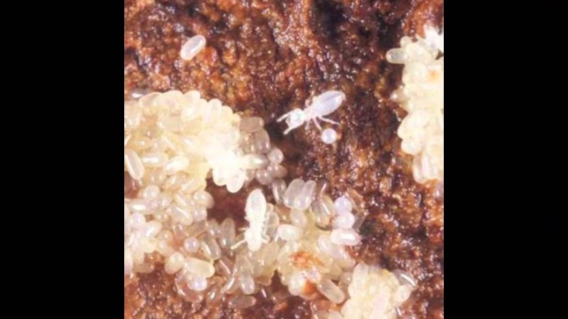 Термиты "Subterranean Termite"
