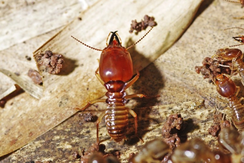 Mastotermes darwiniensis