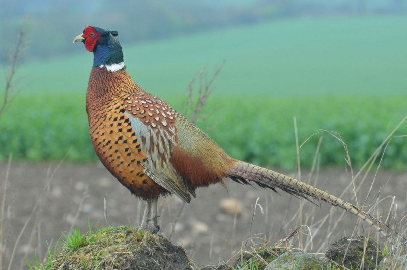 Предкавказский фазан (Phasianus colchicus septentrionalis)
