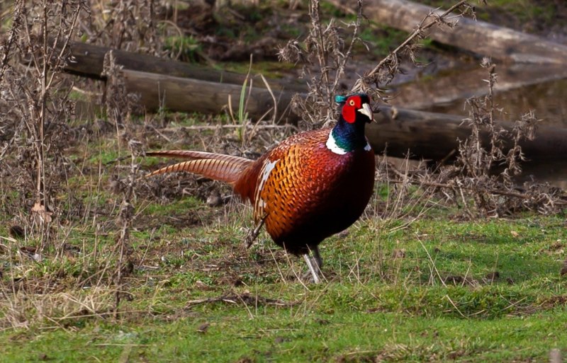 Предкавказский фазан (Phasianus colchicus septentrionalis)