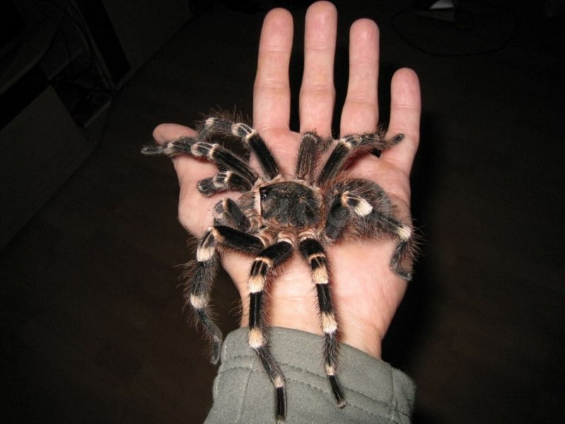 Паук Acanthoscurria geniculata