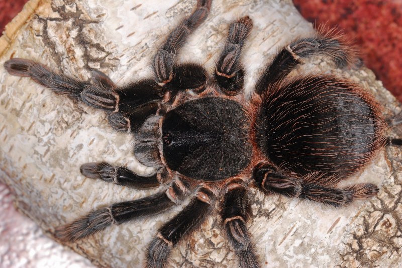 Птицеед Acanthoscurria geniculata