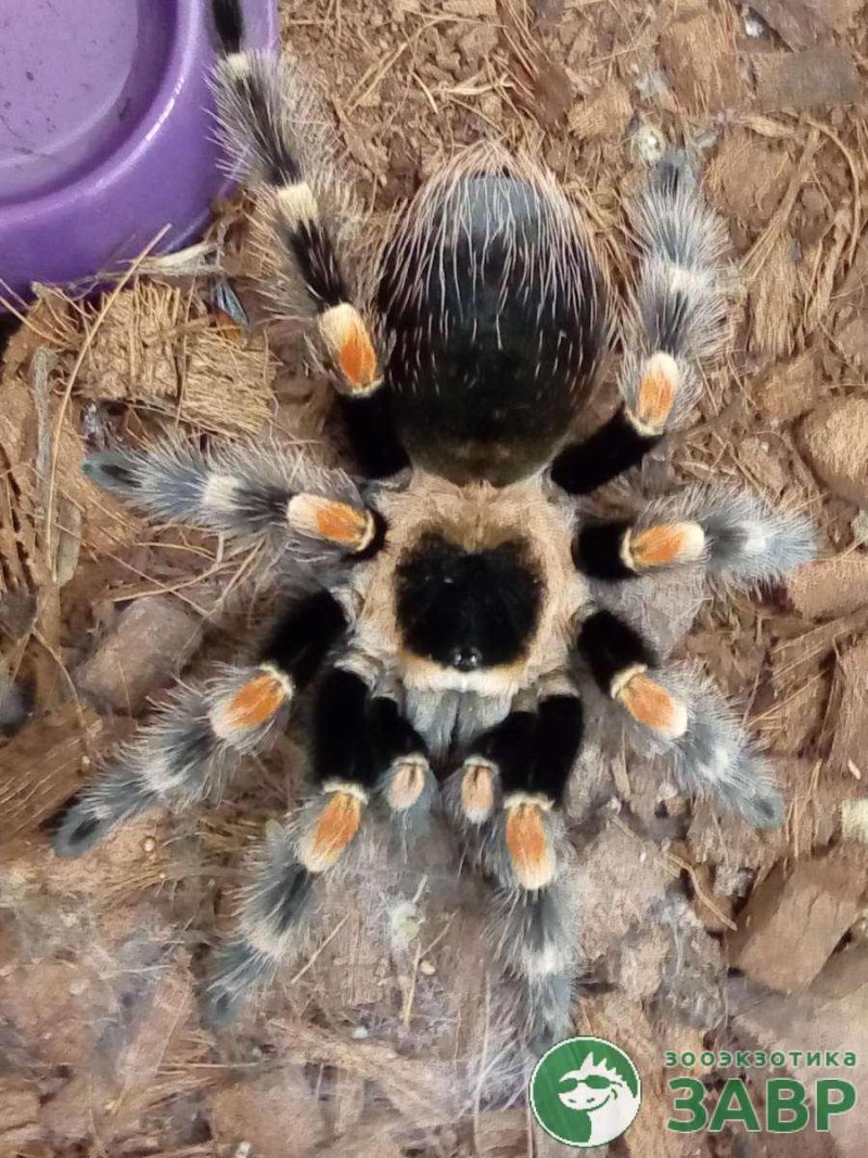 Паук птицеед Acanthoscurria geniculata