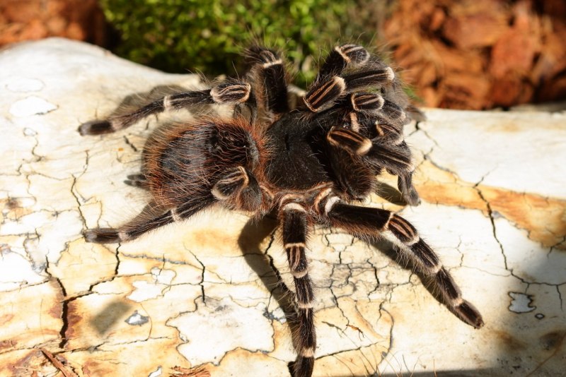 Паук Acanthoscurria geniculata