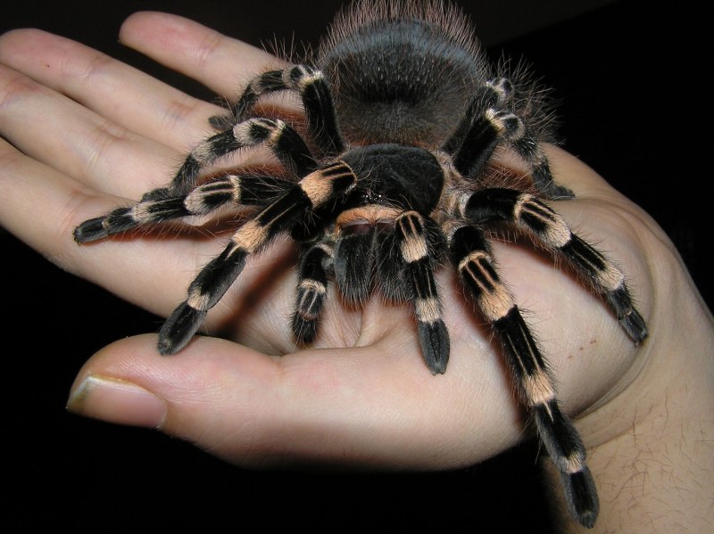 Паук Acanthoscurria geniculata
