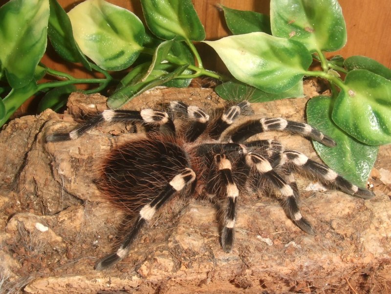 Acanthoscurria geniculata клыки
