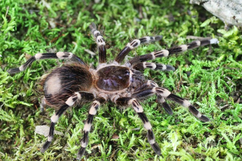 Паук птицеед Acanthoscurria geniculata