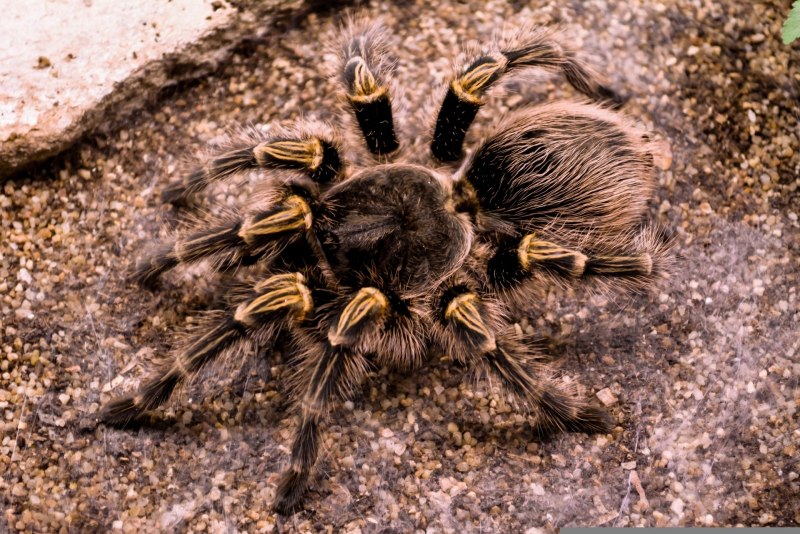 Паук птицеед Acanthoscurria geniculata