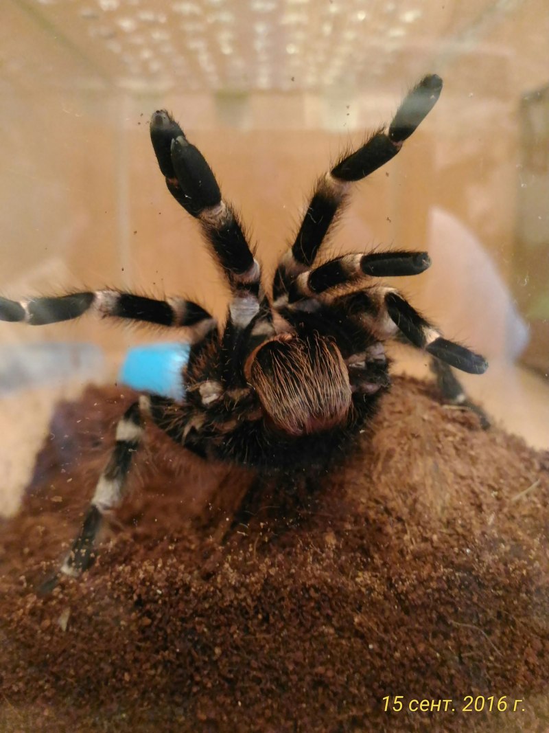 Acanthoscurria juruenicola
