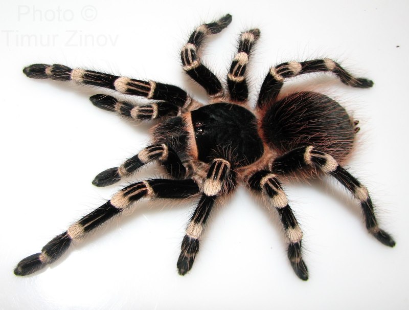 Acanthoscurria juruenicola
