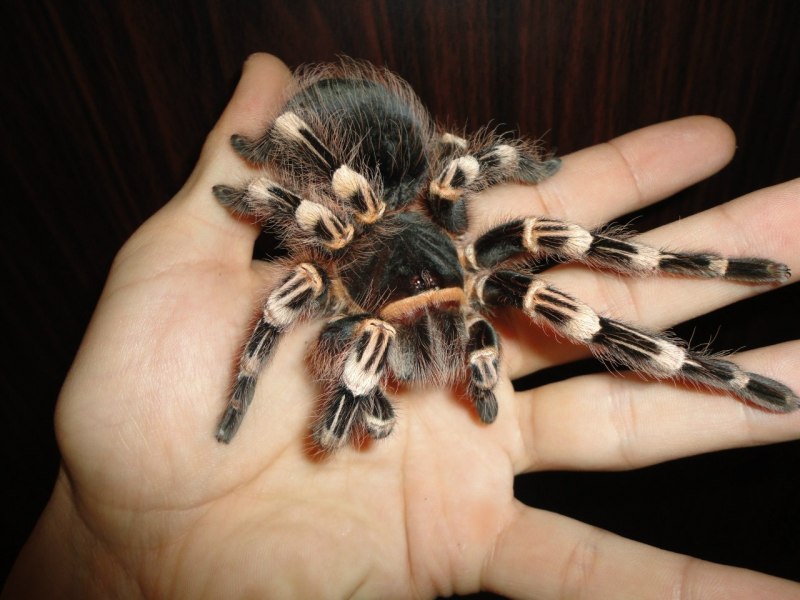 Acanthoscurria juruenicola
