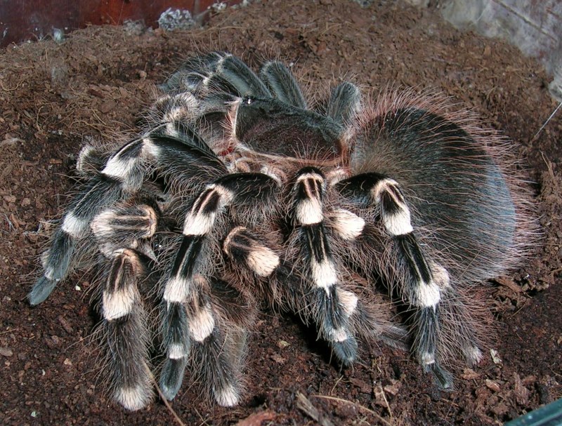 Паук-птицеед геникулята Acanthoscurria geniculata