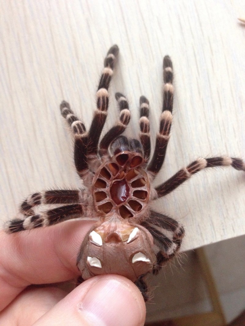 Acanthoscurria geniculata самец