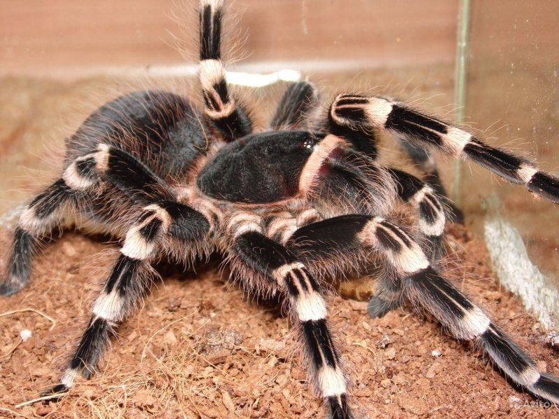 Acanthoscurria geniculata малыш
