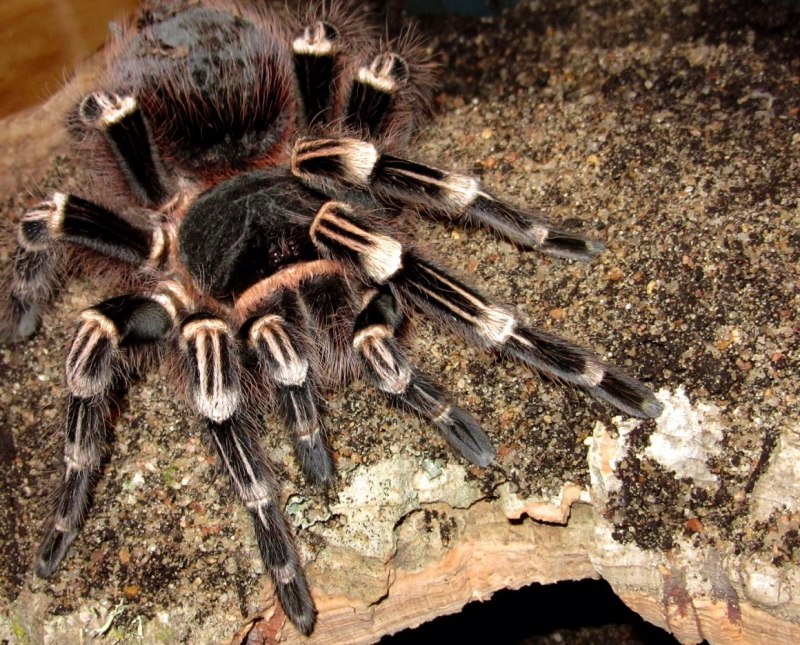 Acanthoscurria geniculata содержание