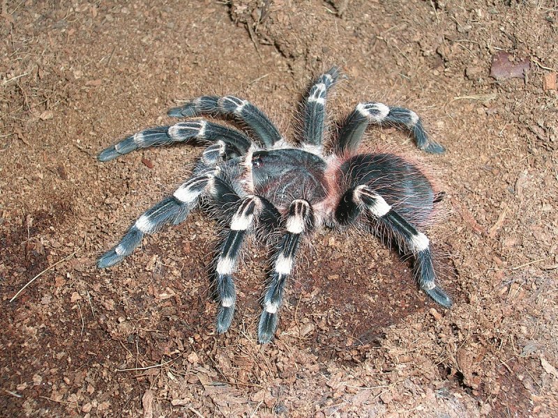 Паук Acanthoscurria geniculata