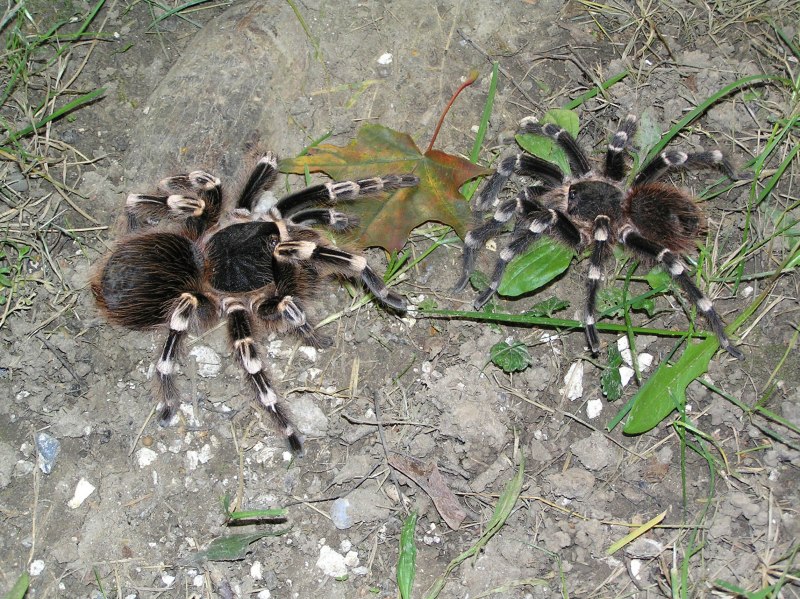 Acanthoscurria geniculata террариум