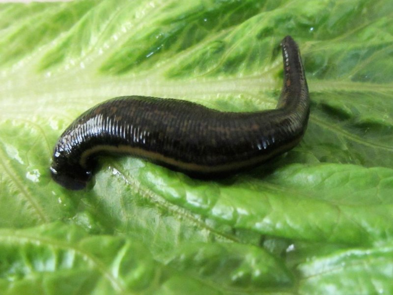 Hemiclepsis marginata