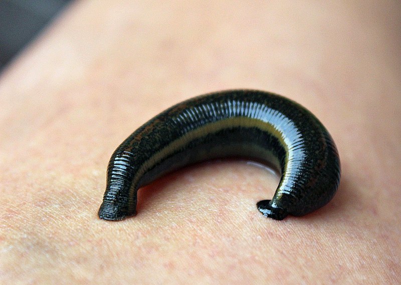 Медицинская пиявка Hirudo medicinalis
