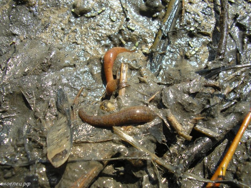 Медицинская пиявка Hirudo medicinalis