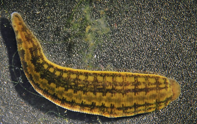 Медицинская пиявка Hirudo medicinalis