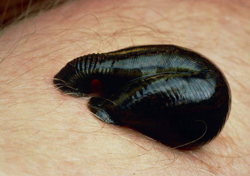 Восточная пиявка Hirudo medicinalis orientalis
