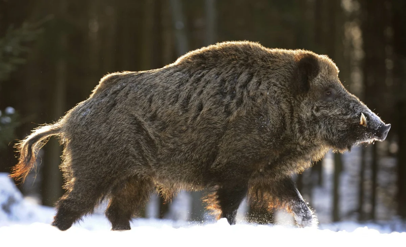 Sus scrofa Linnaeus, 1758 - кабан