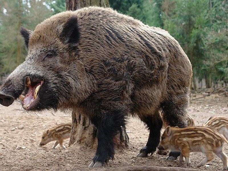 Кабан (sus scrofa)