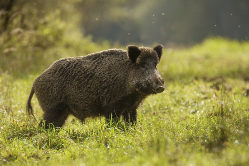 Кабан (sus scrofa)