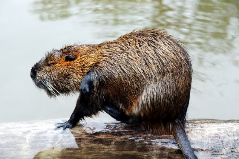 Myocastor coypus нутрия