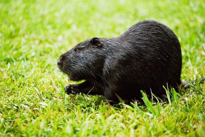 Myocastor coypus нутрия
