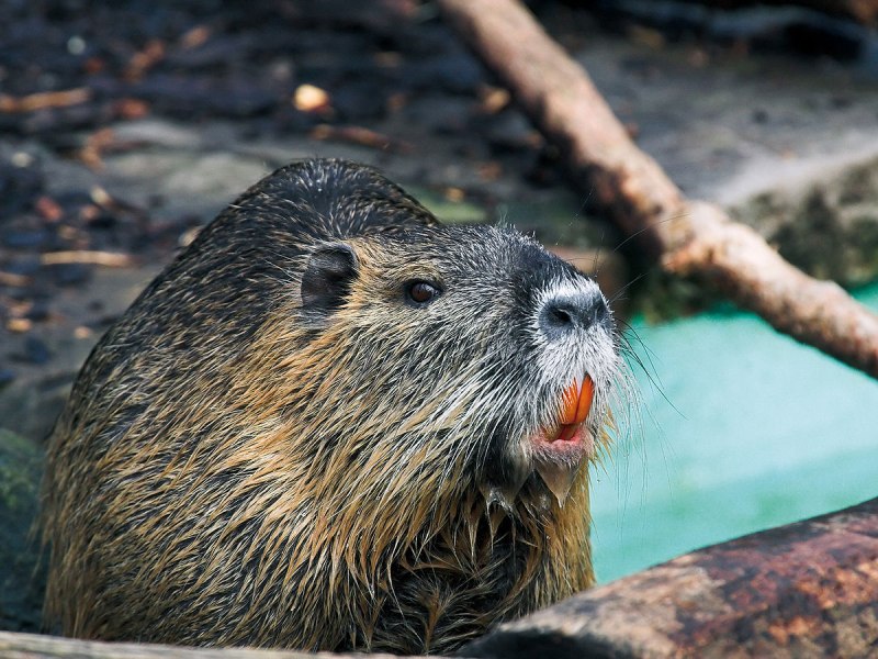 Myocastor coypus нутрия