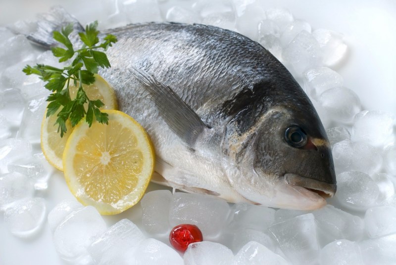 Морской карась дорадо