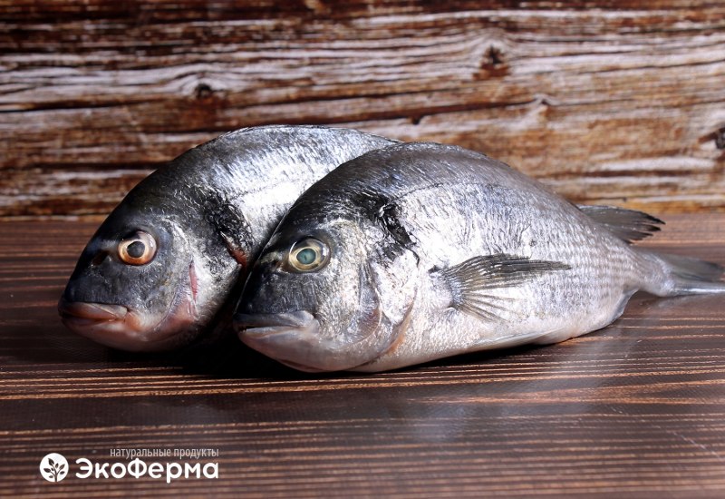 Рыба аурата Дорада